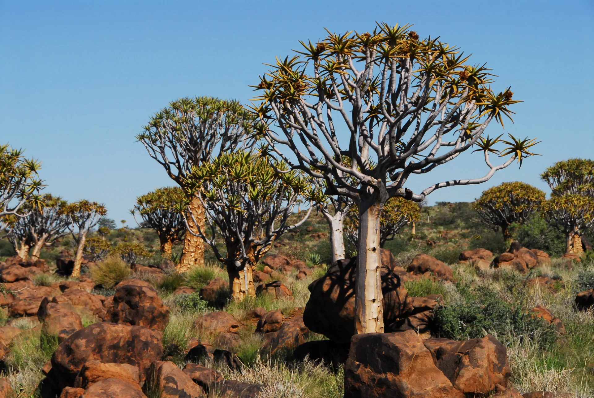 Aloe dichotoma vyfocená v africké krajině, inspirace pro motiv stromu v Hotelu Antonie.